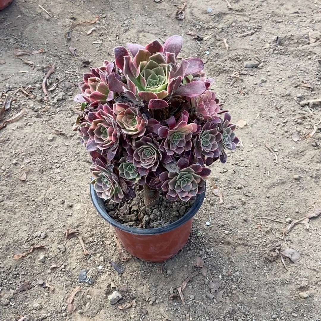 2号链接美杜莎优选景