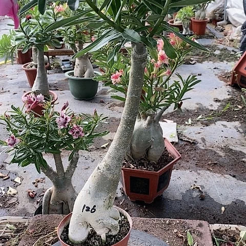 【闪购商品】无花朵芳***3