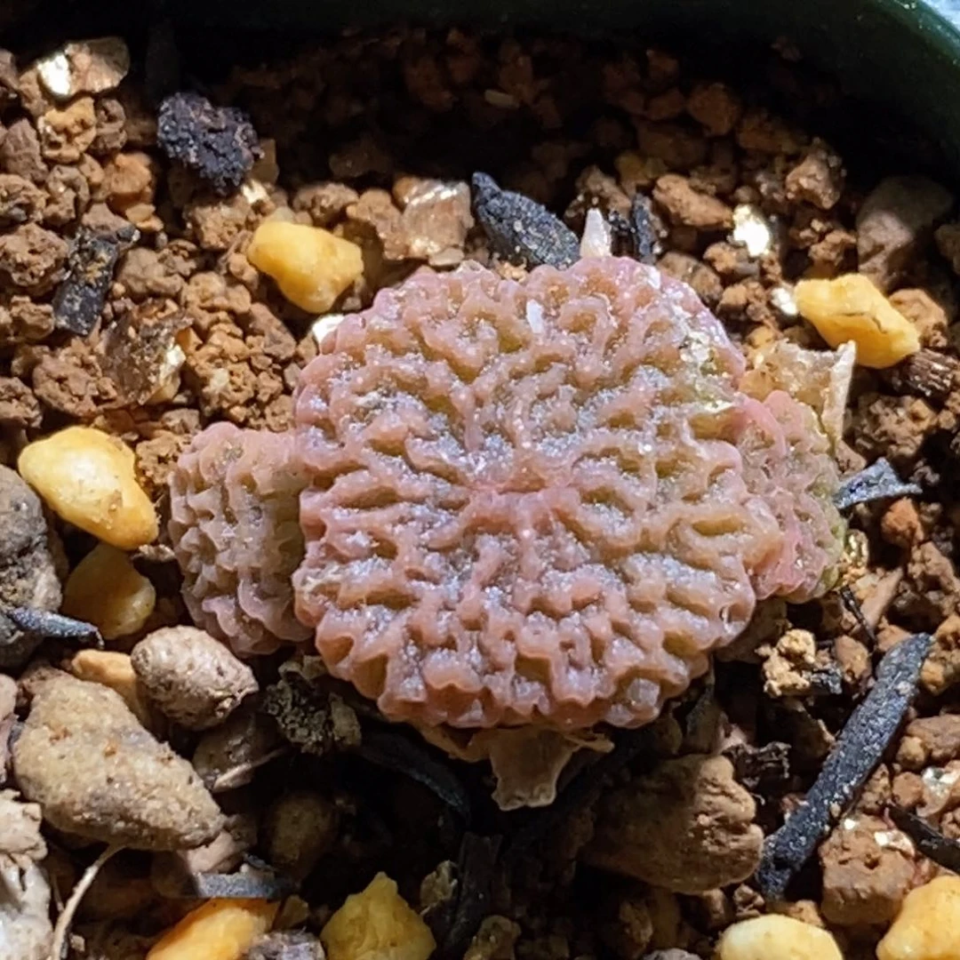 dt7778三头超烧（青蛙种源）