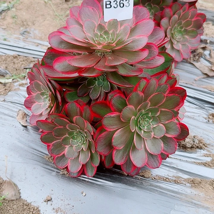 粉花妖363万圣节变异