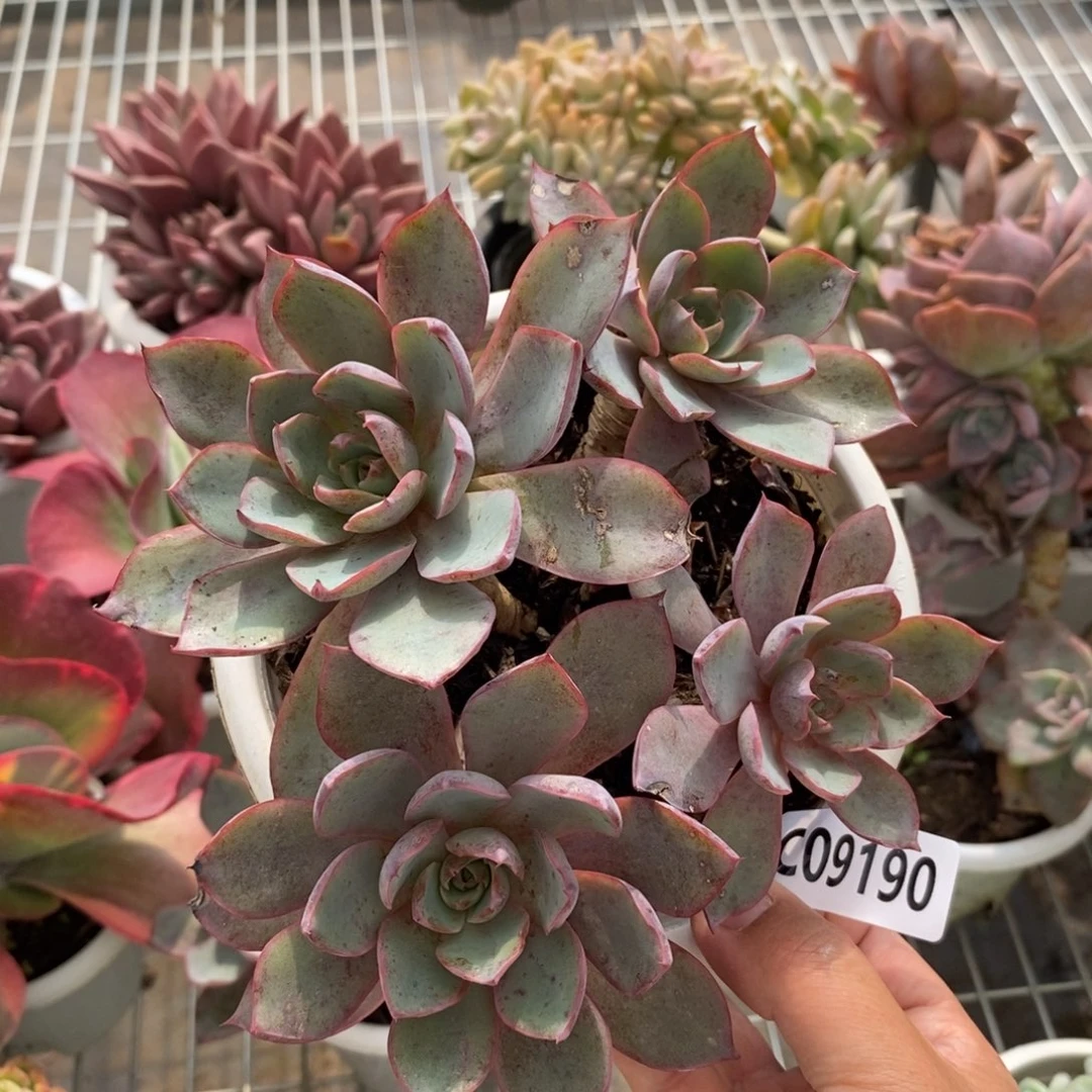 9190赫拉多头一物一拍