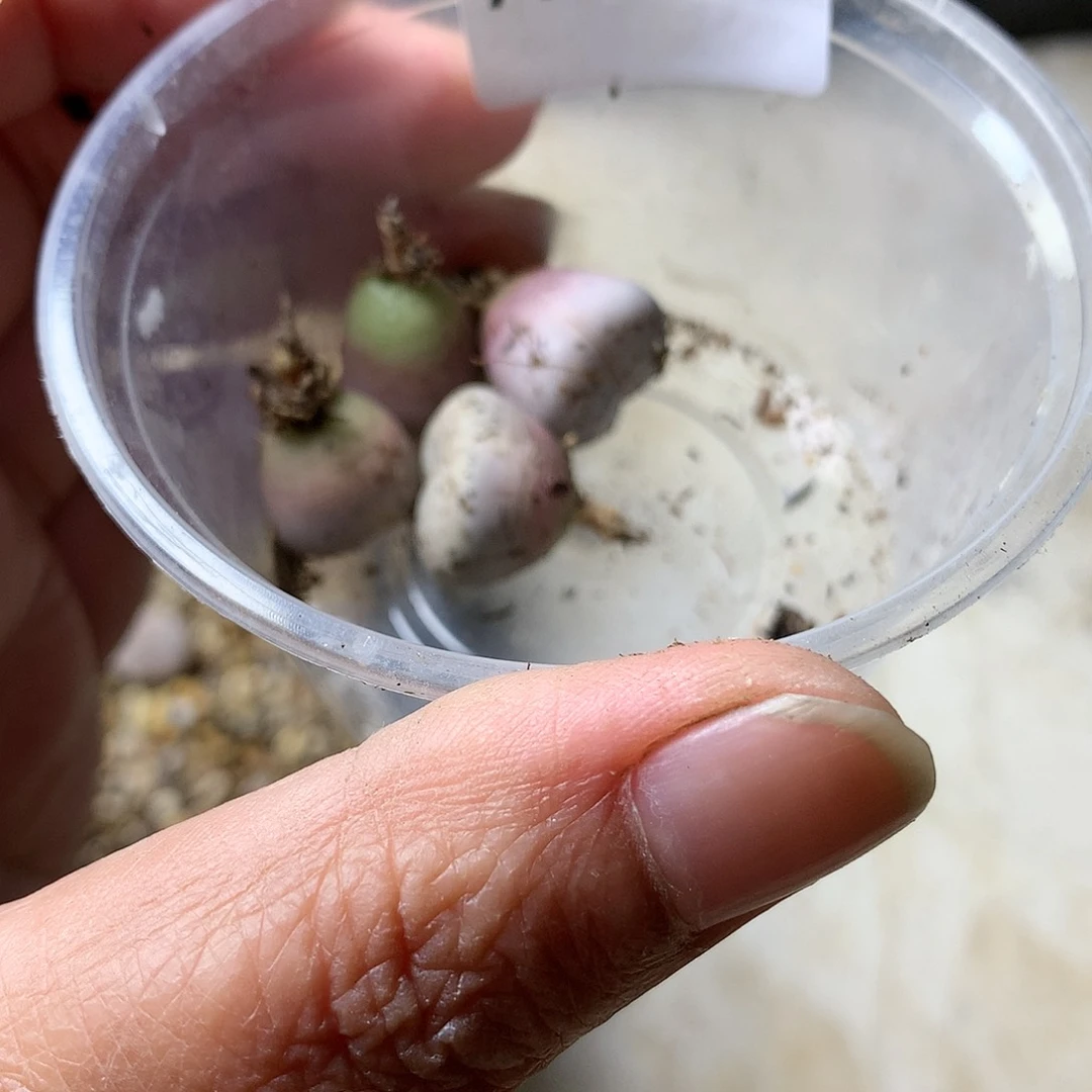 隧*A397多肉植物保护