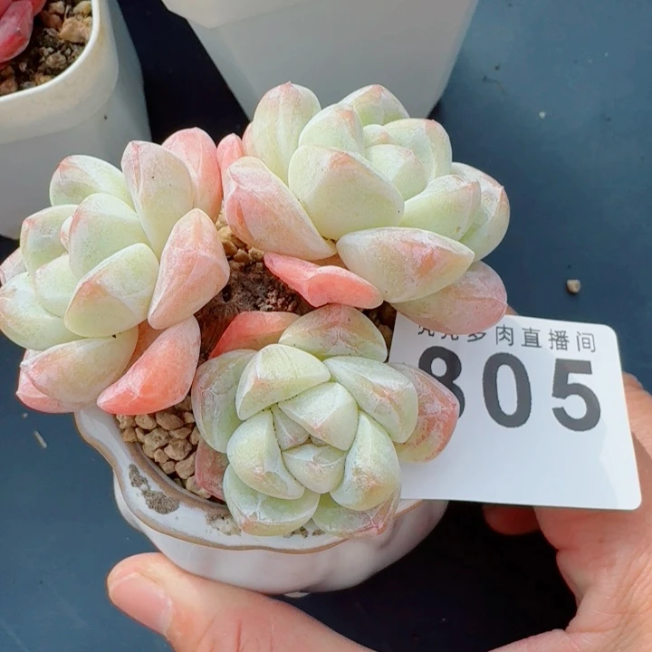 冰玉老桩瑕疵           精美多肉