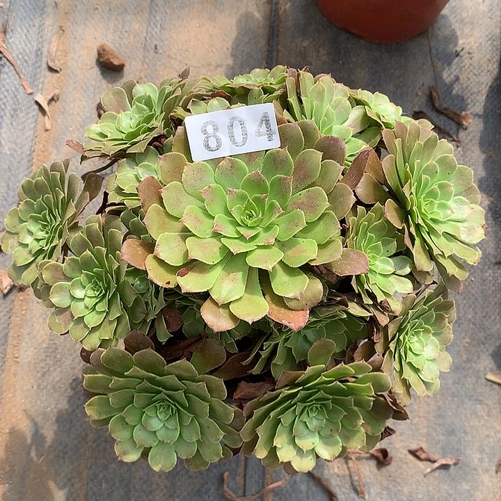 多肉植物红铜804号