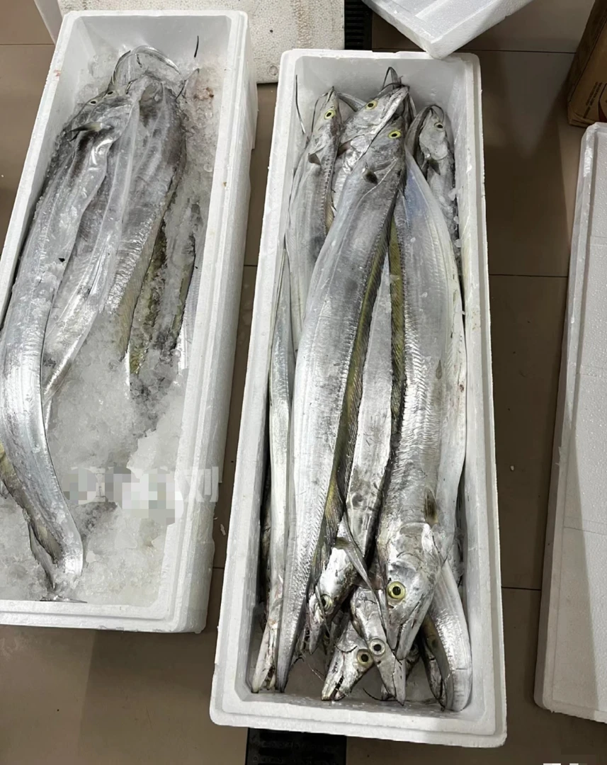 【青章带鱼】5斤两条左右规格大 汕尾本港海钓青章带鱼 顺丰冷链