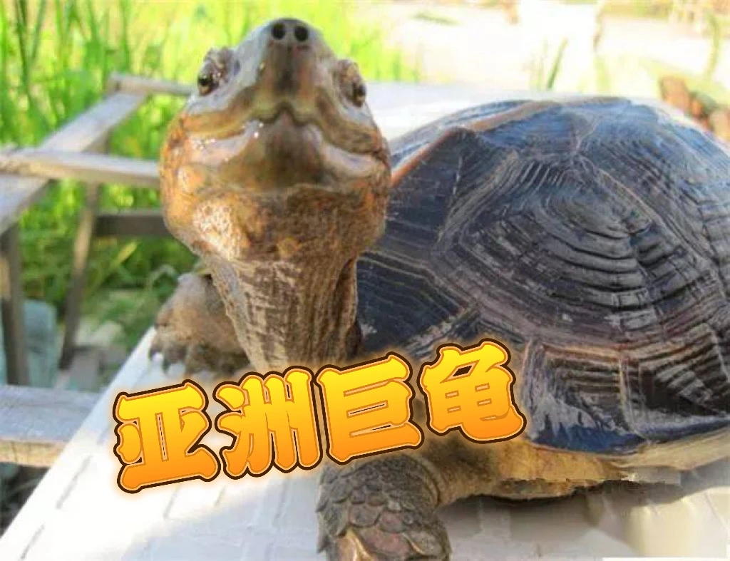 直播挑龟 一龟一拍 活体宠物龟