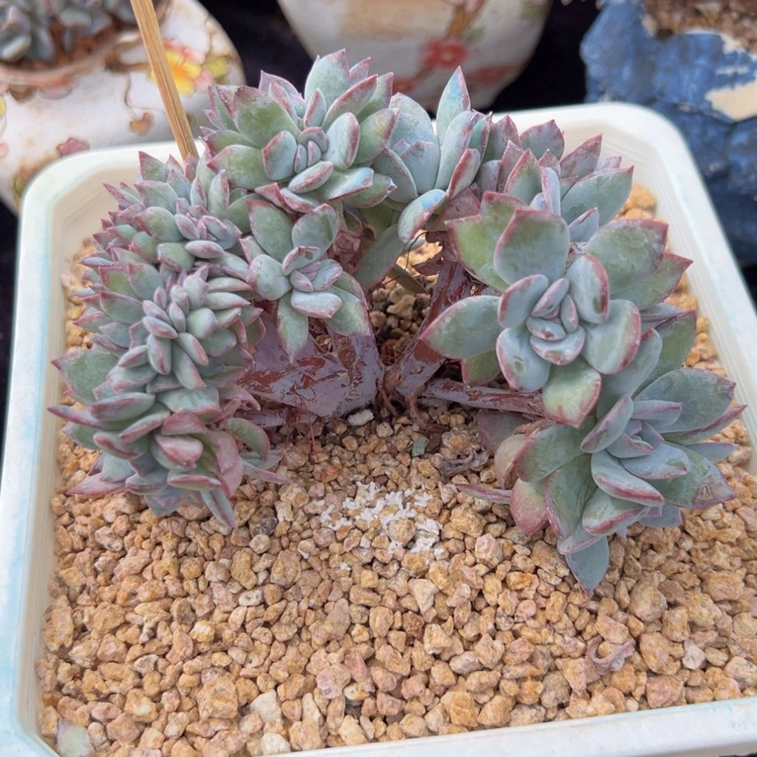 新年快乐 新年快乐