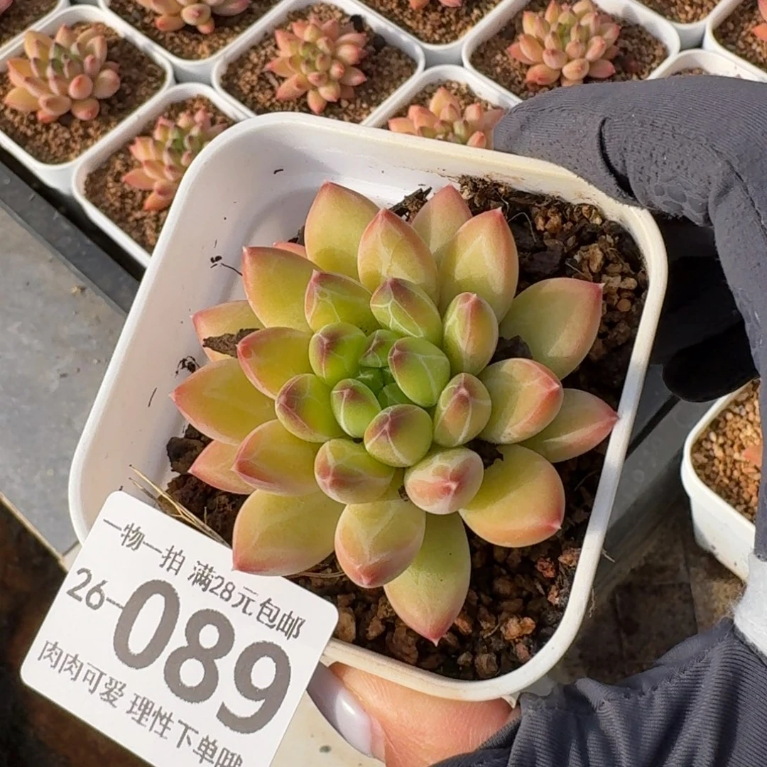 胖体青花瓷无盆土