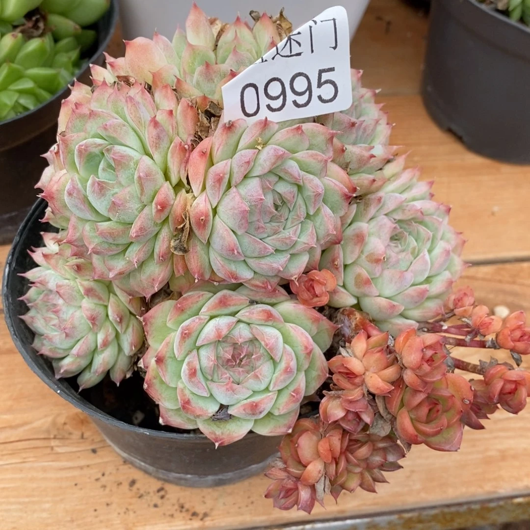 *****杂交精品多肉0995~12厘米~伪群