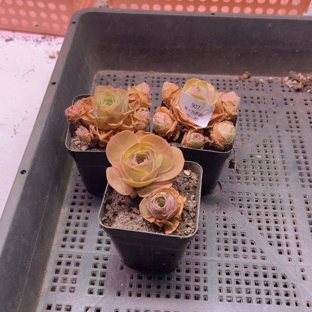 907 裸根不带土发货不包损