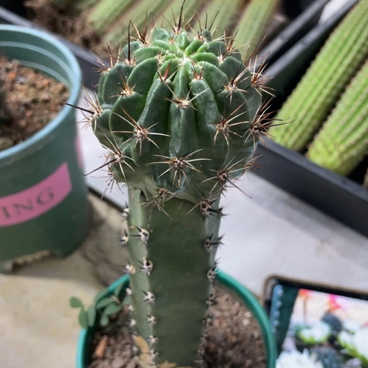 白花绿猴母本袖铺接苗