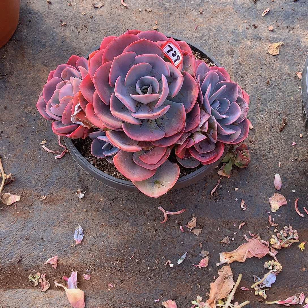 一物一拍多肉729尘埃玫瑰