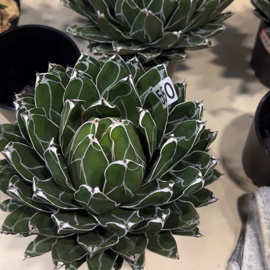 毛***财550笹之雪龙舌兰植物脱土发货