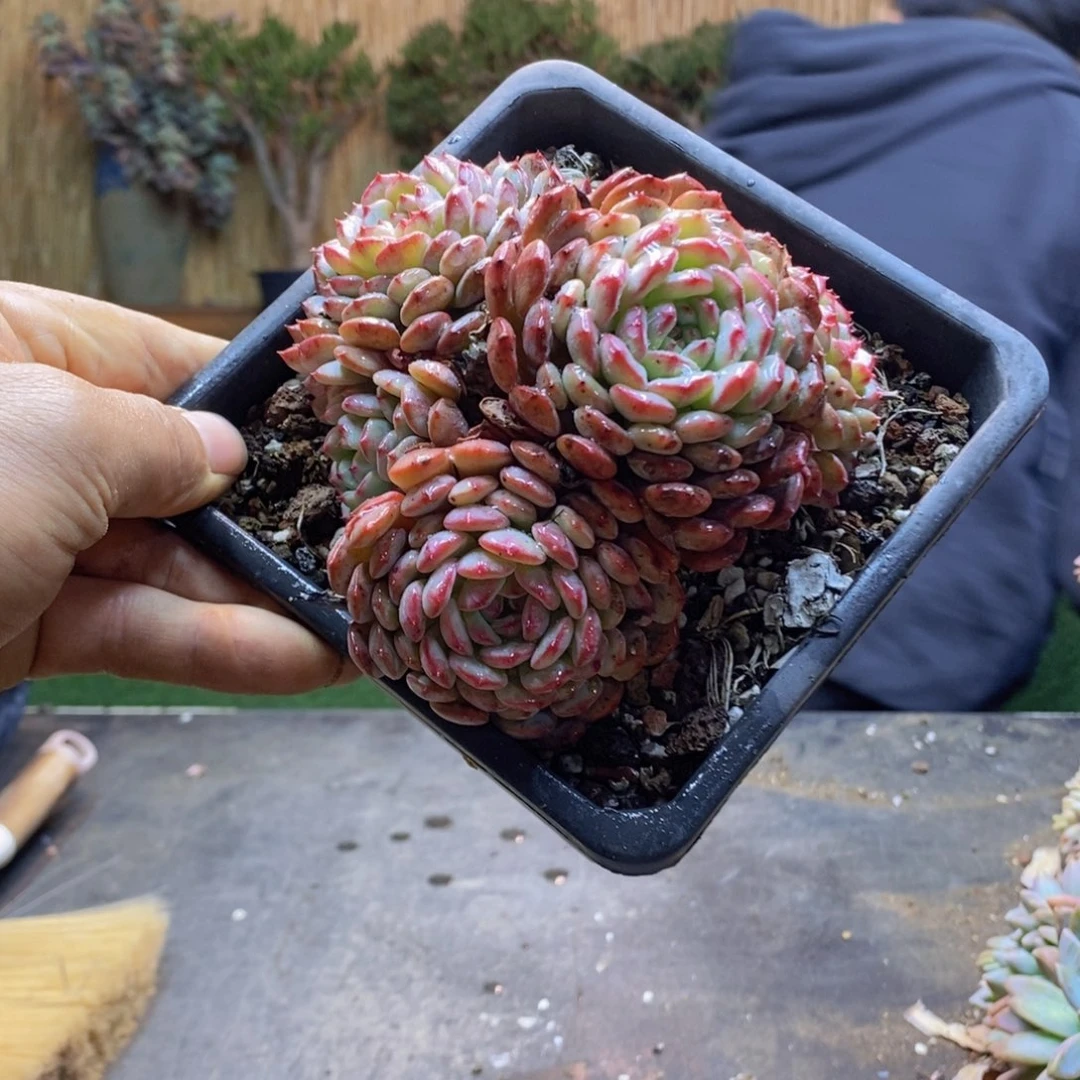 柔*A43号白胖子多肉