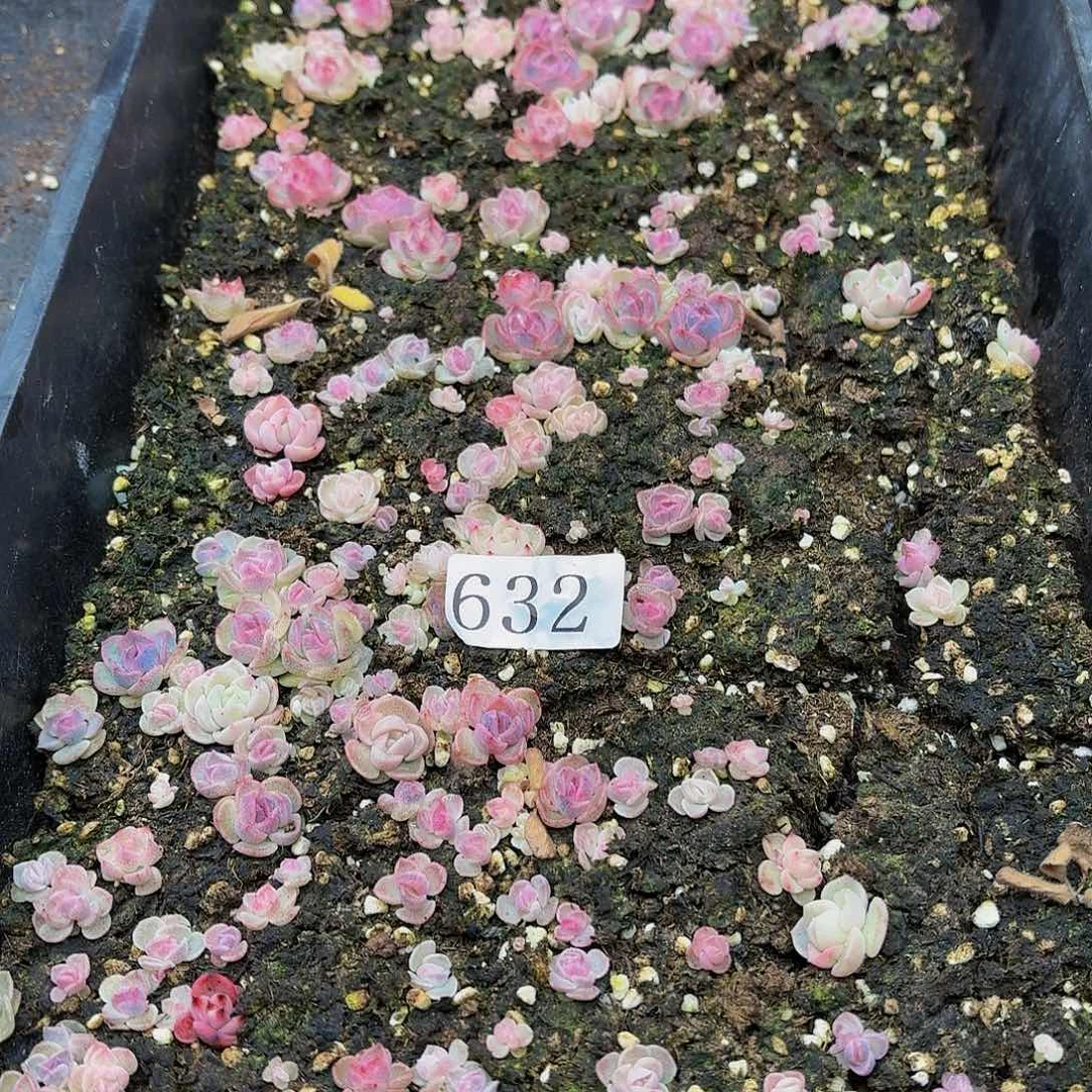 杰*?多肉植物多肉植物632