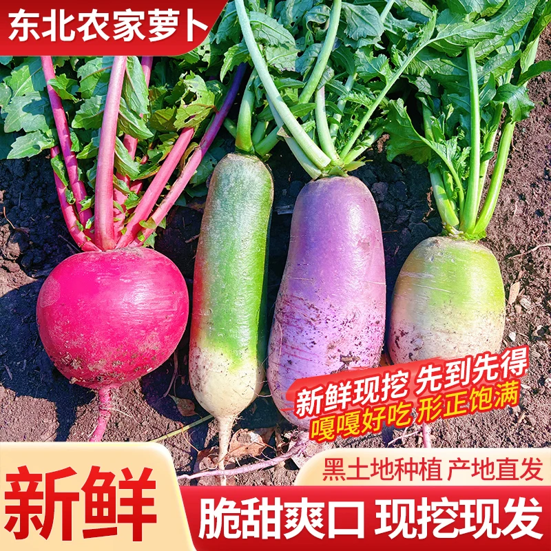 黑龙江冰激凌水果萝卜脆甜大红袍绿箩卜心里美当季自种产地直发