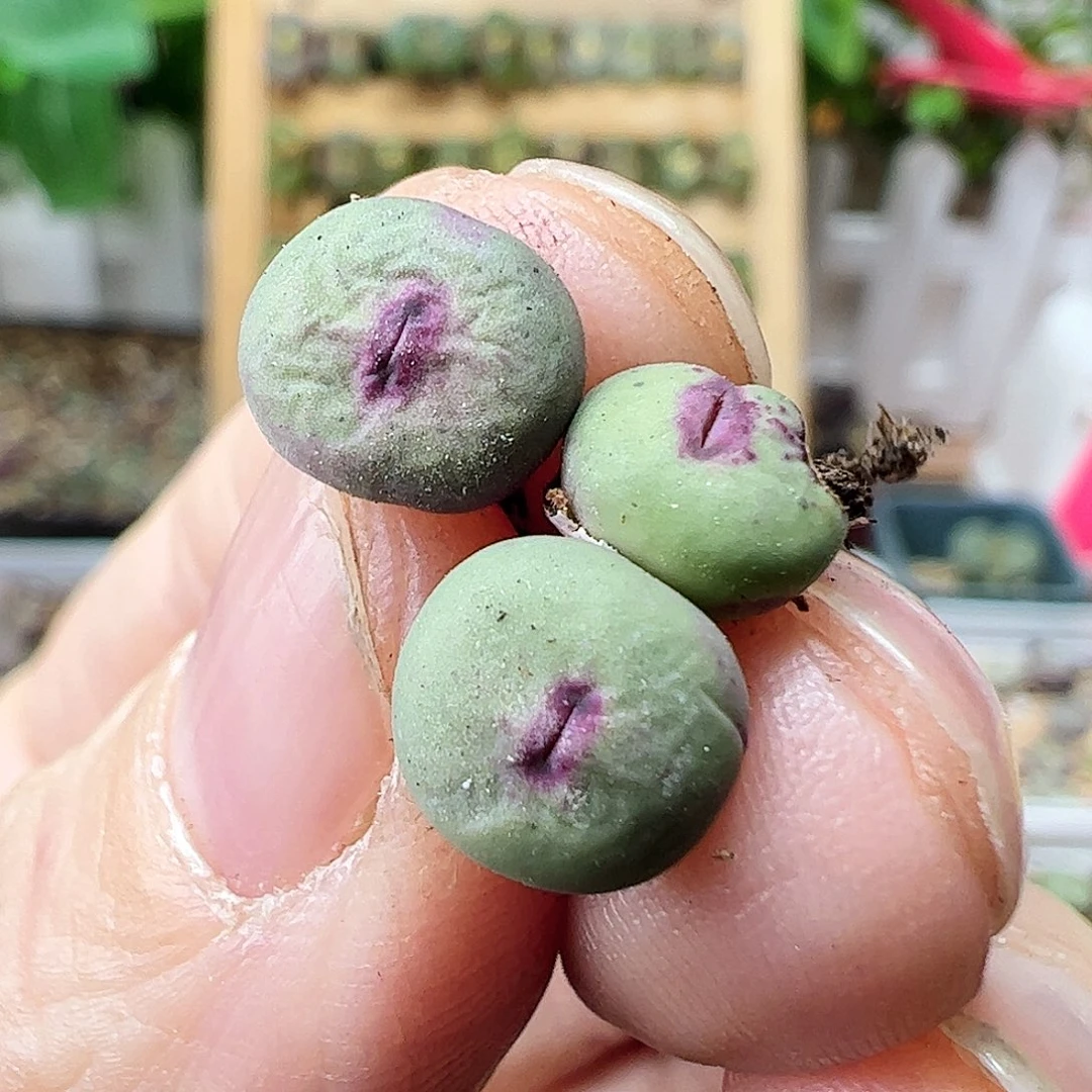 小红嘴3颗………………