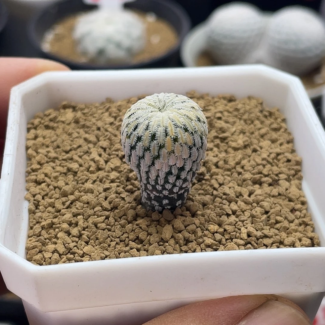 实生精巧殿锦仙人球