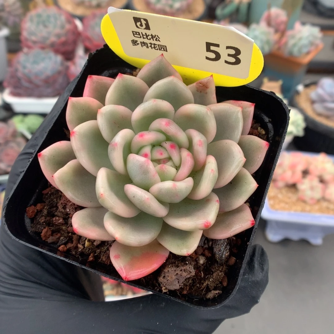 53 梦露锦多肉多肉