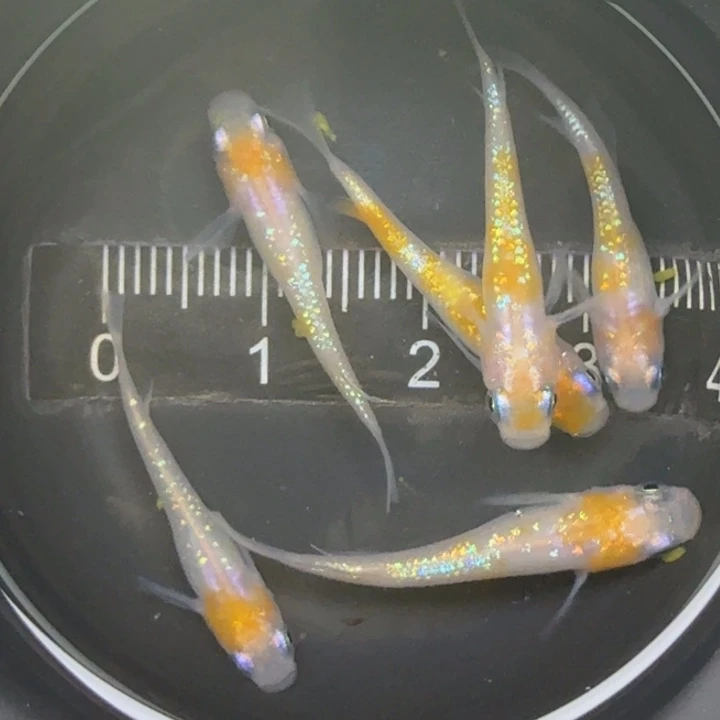 青鳉鱼王华2号青鳉