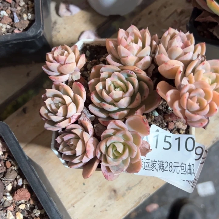 幸运的是我的朋友