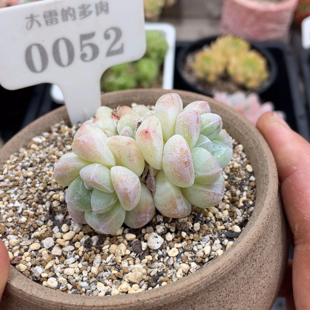 0052冰玉不带盆6厘米