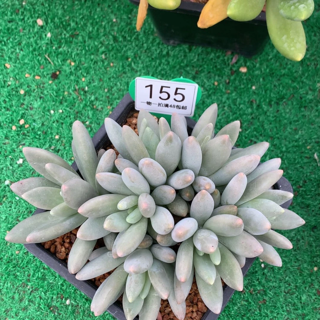 白兰地无砍平头7头155