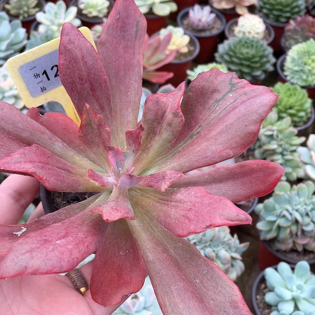 記***〃1220号多肉植物盆栽