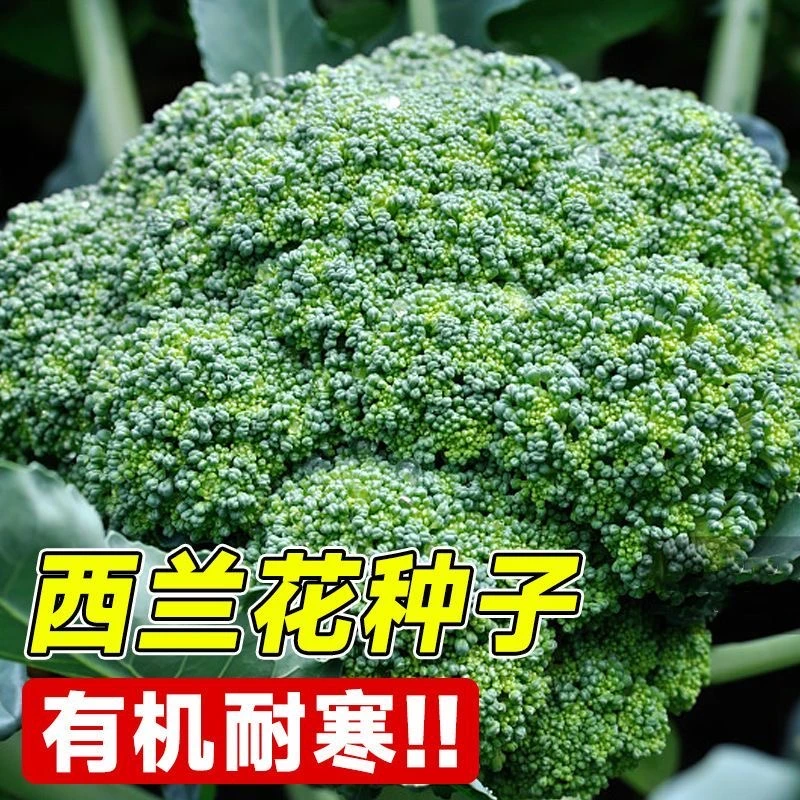 西兰花种籽西兰花种子苗曼陀绿青花椰菜种菜花籽子西兰花蔬菜种子