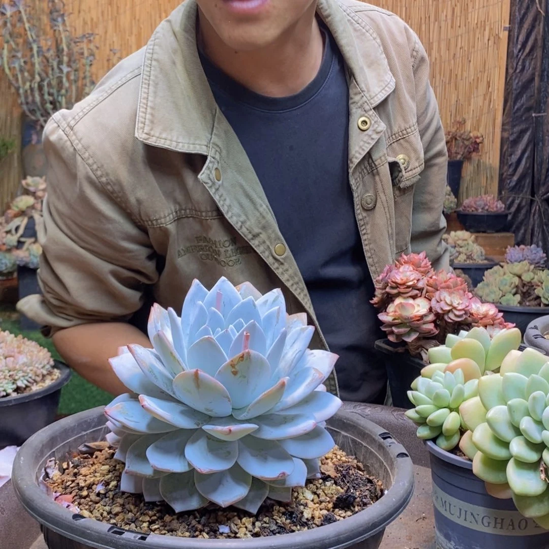 y*246号玄鸟多肉