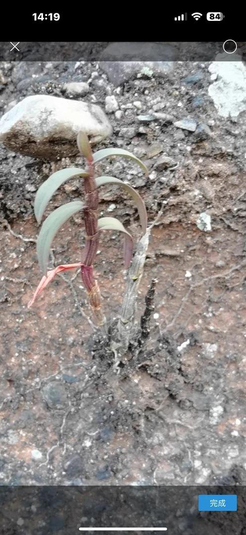 原生铁皮石斛（一物一拍、不支持退换货）