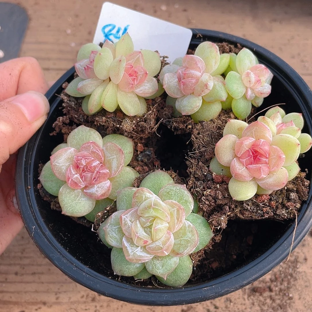 多肉植物多肉植物84