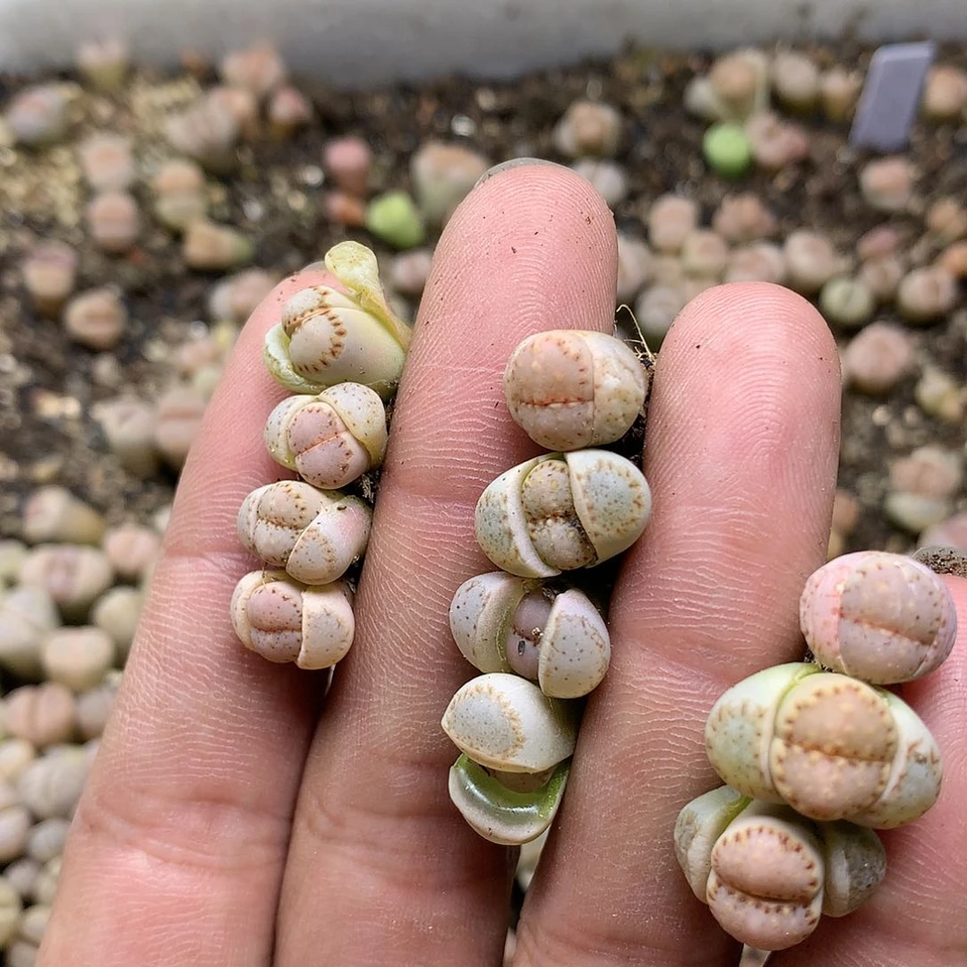 木*D154多肉植物保护