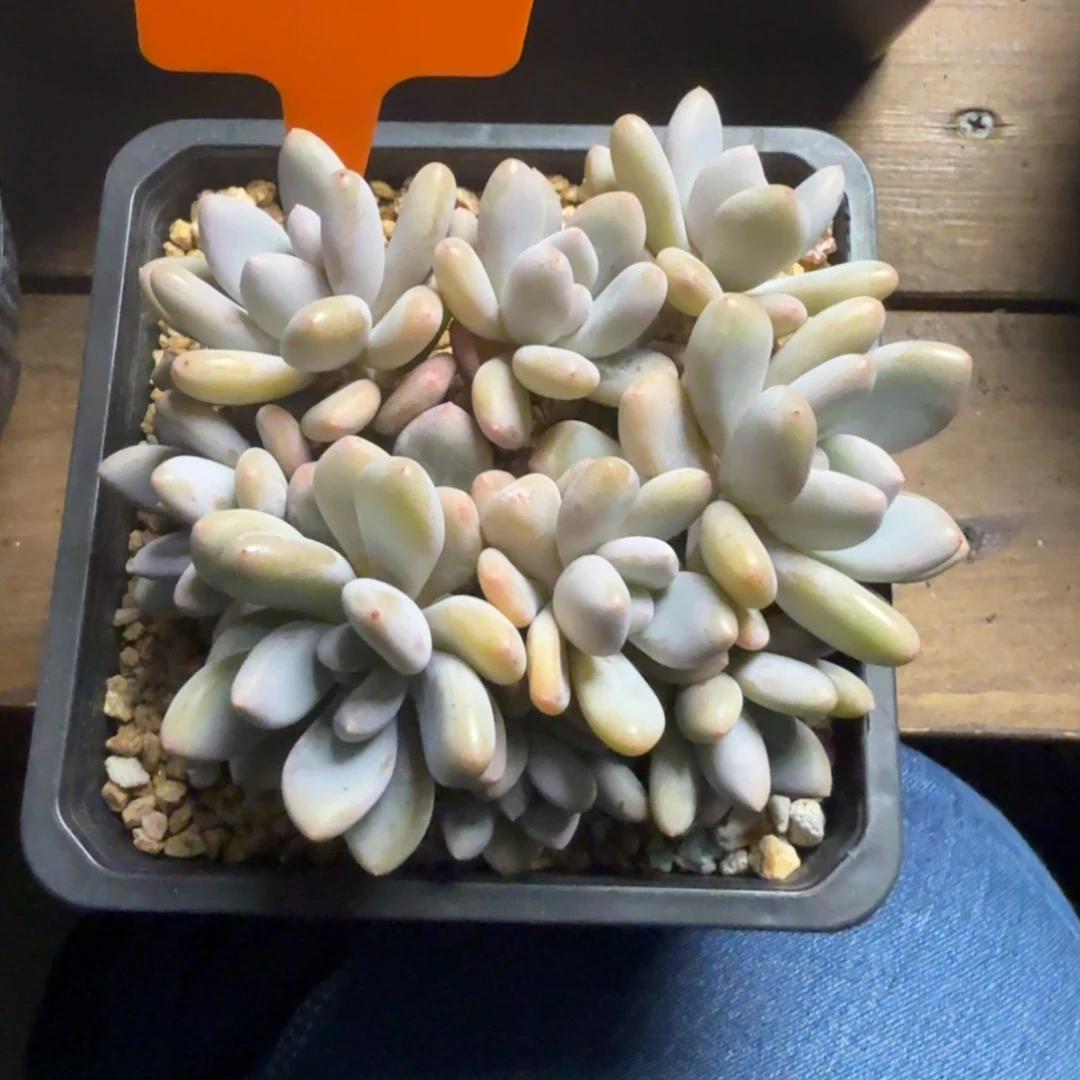 9头三明治11111111111111111