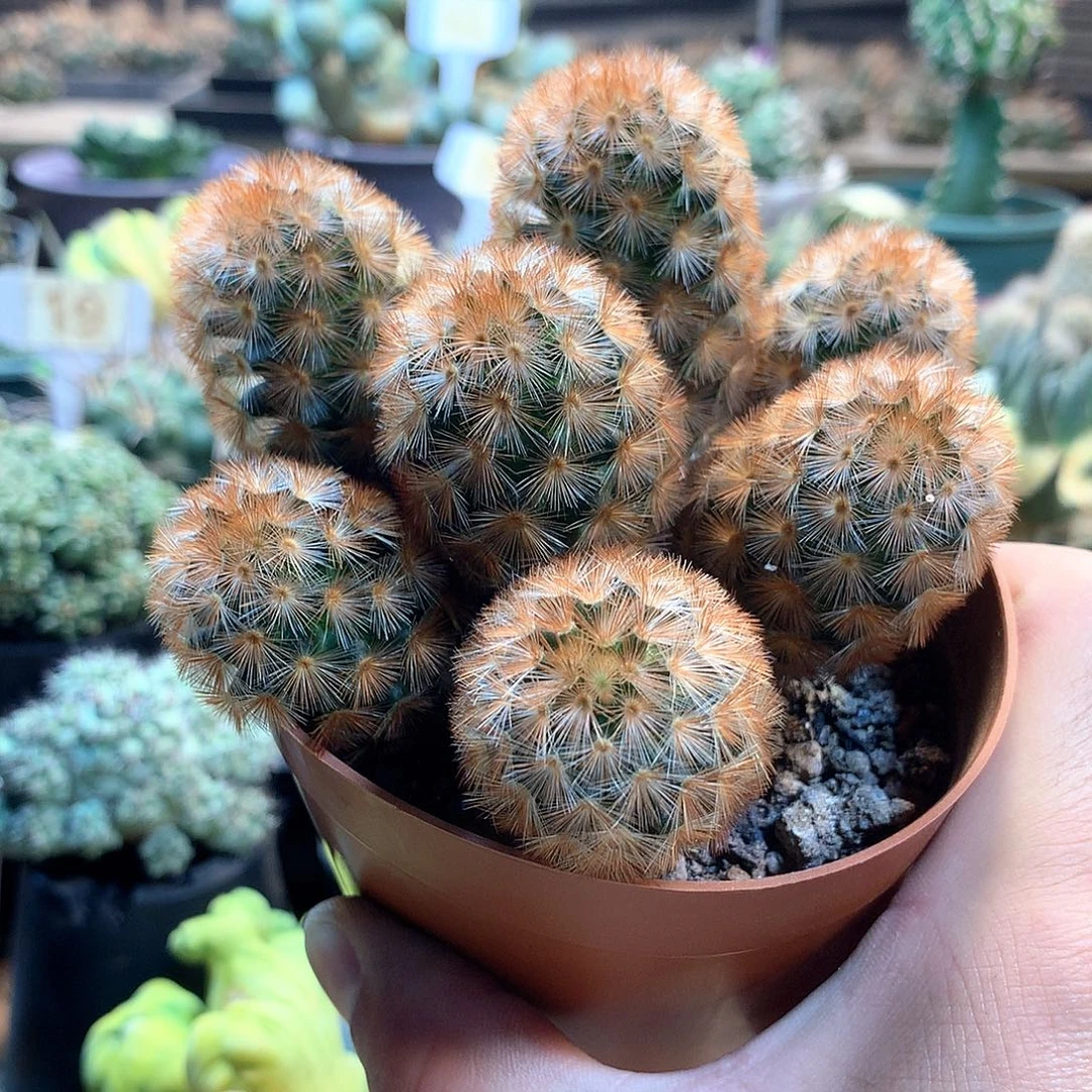 实生红刺嘉文丸