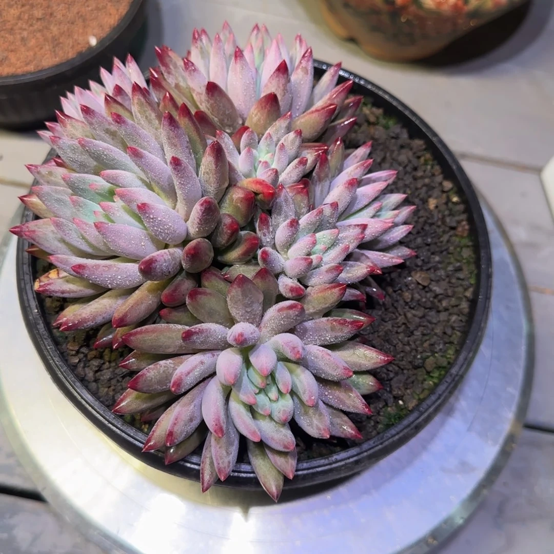 虞美人多肉植物一物一拍