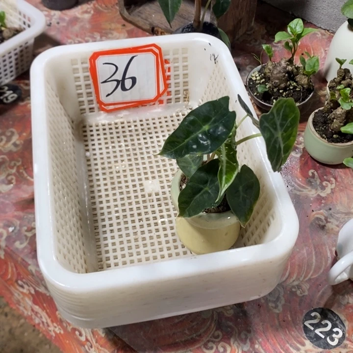 望***水无花朵退款拉黑拉黑36