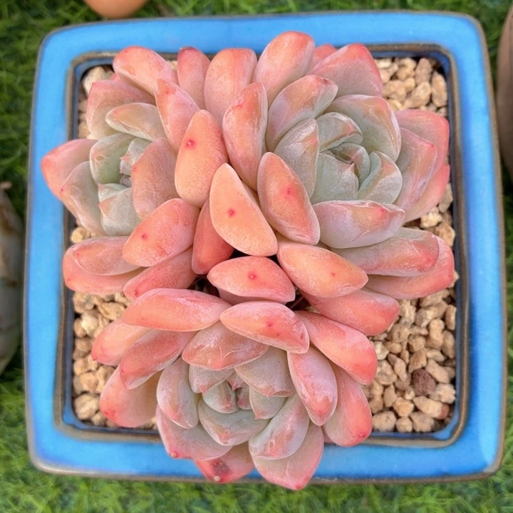 多肉植物 厚梦一物一拍-4