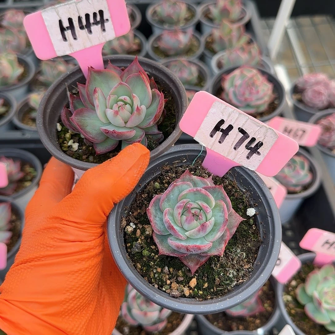 重****肉H44-74惊鸿单头多肉