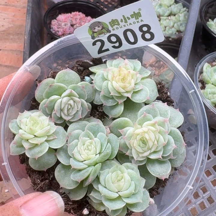 多肉植物多肉植物