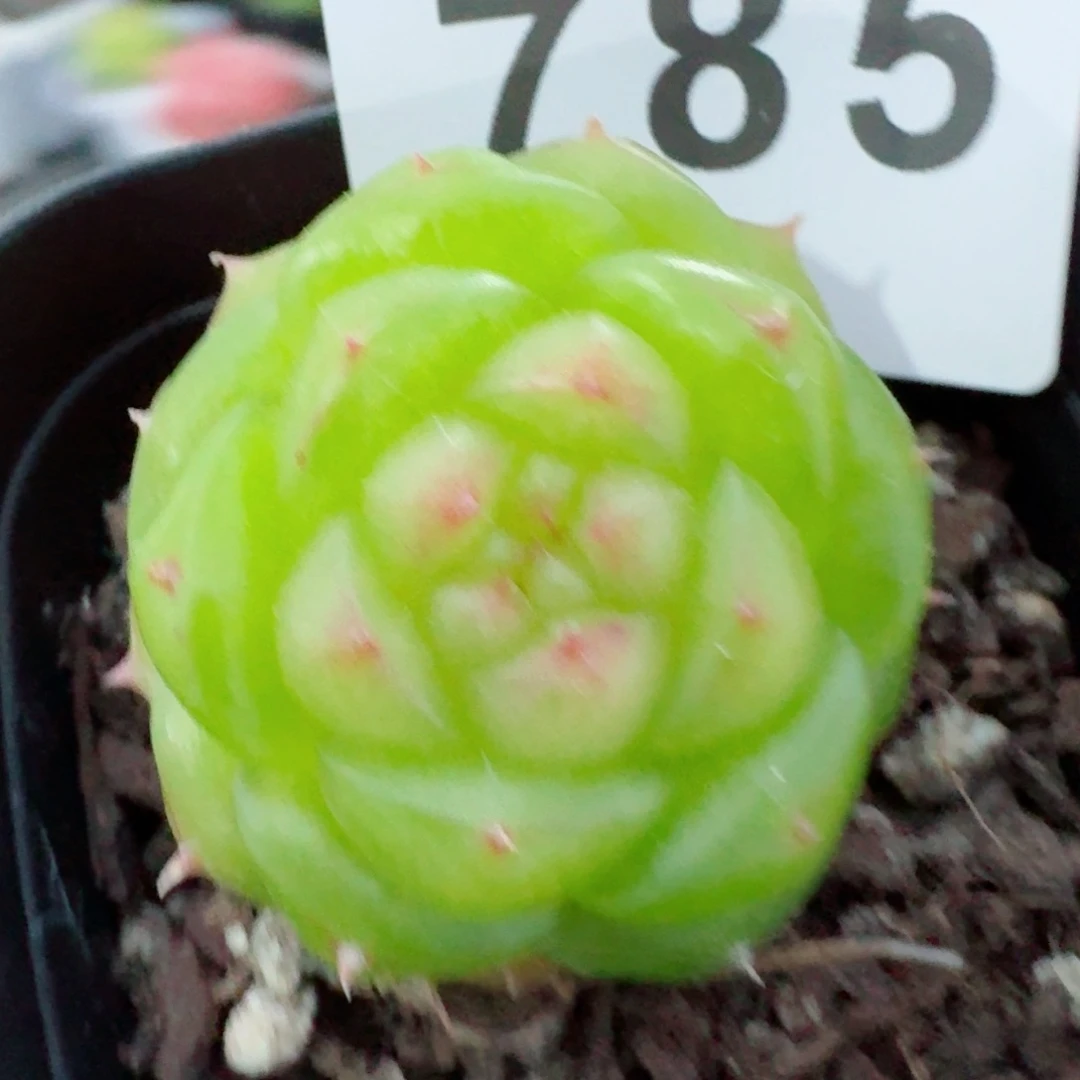 无双珍妮            精美多肉植物