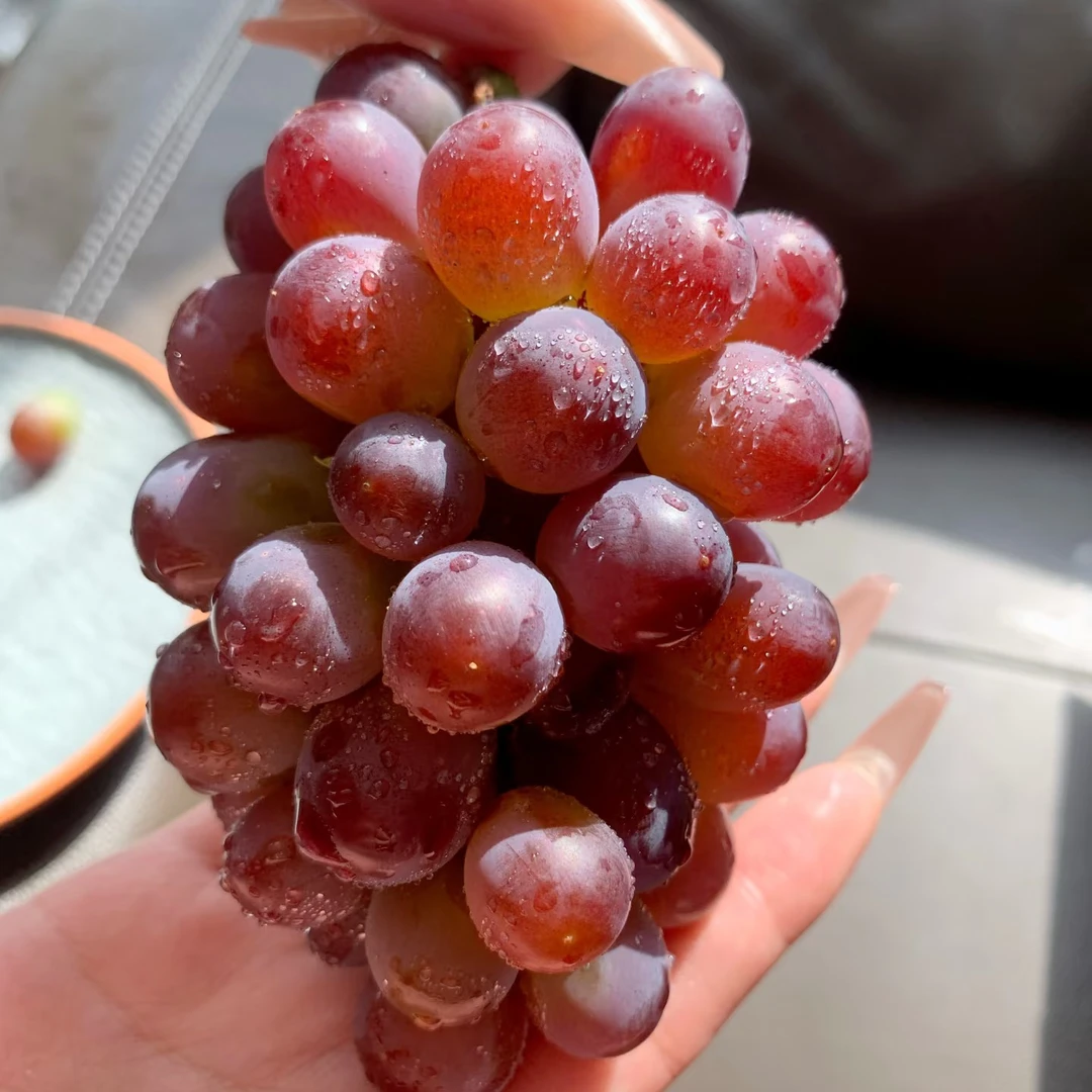 茉莉香葡萄一串约400g