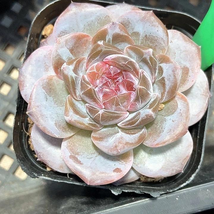 多肉植物溏心240多肉