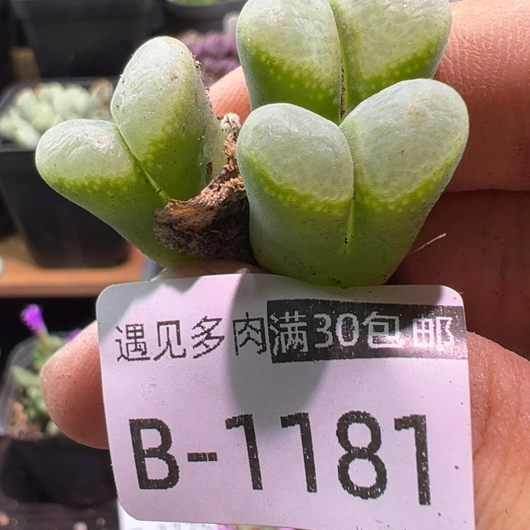 多肉植物1111111111111