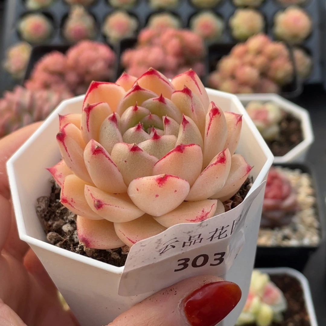 J***J303号糖心冰心珍妮 萌芽