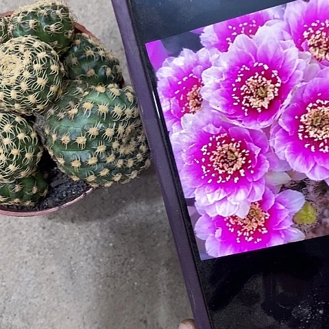 多头魅影丽花，25780090