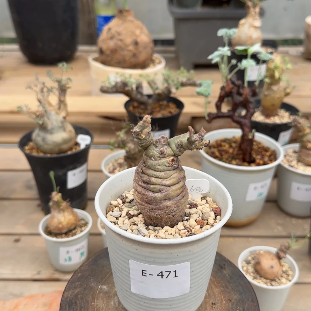 471沉香鹿茸洋葵块根