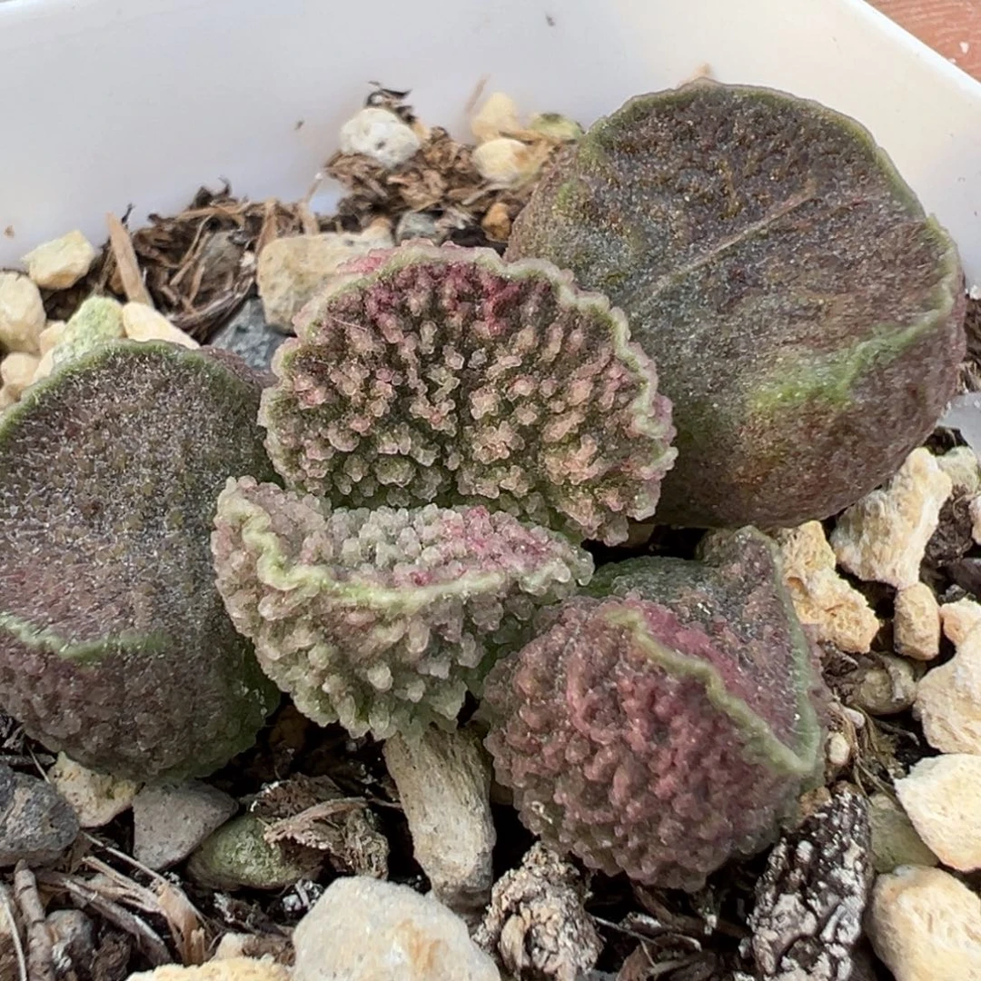 实生新品多肉植物水泡