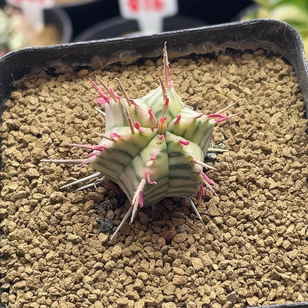斑马锦大戟仙人球