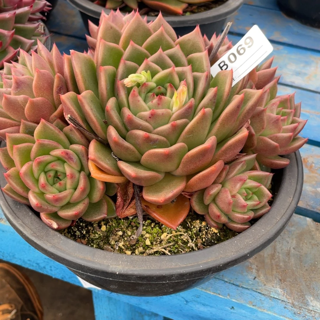 封***忆无花朵若如东云组拍E069